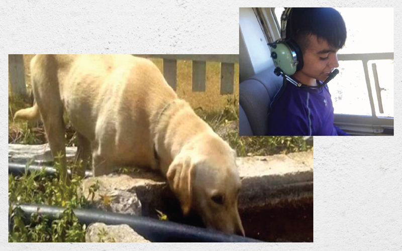 76 Contoh Kolase Anjing HD Terbaik