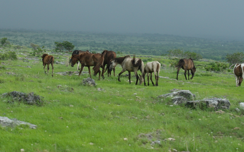 Pesona Kuda Liar Dan Padang Savana Di Puru Kambera Sumba Timur
