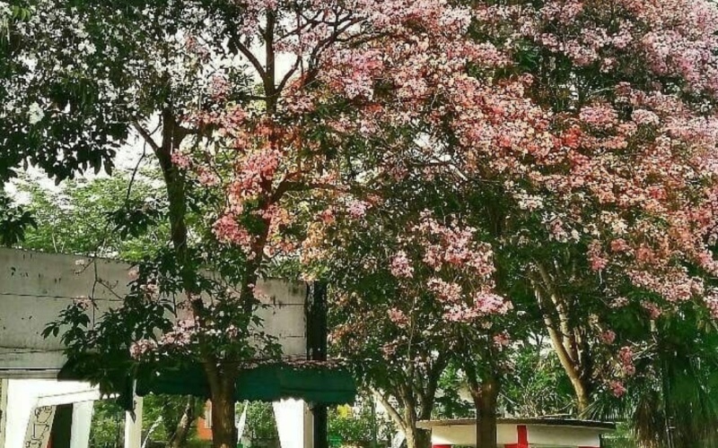 Tabebuya Bunga Yang Viral Di Surabaya Ini Juga Cocok