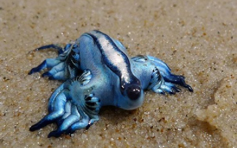 11 Hewan Yang Belum Pernah Anda Dengar Atau Lihat Bagian I