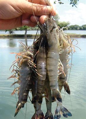 Kenali Jenis Udang Ini