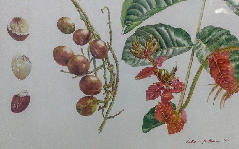 Download 88 Koleksi Gambar Flora Untuk Dilukis Terbaru Gratis HD